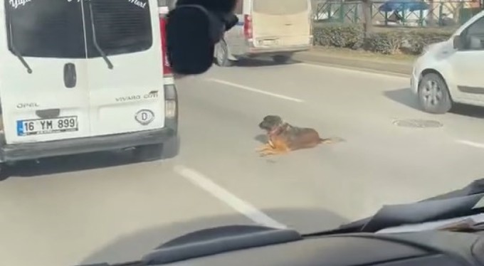 Bursa'da köpeğin keyfi trafiğe kilitledi
