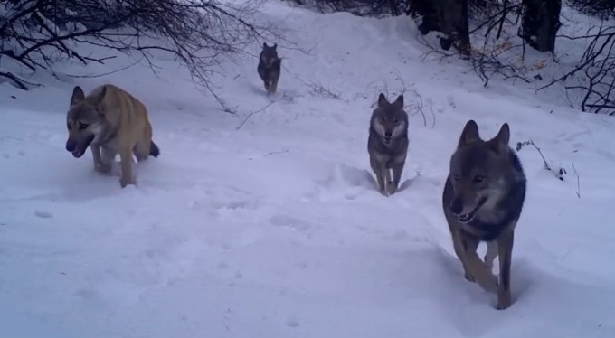Uludağ'daki kurtlar fotokapana böyle takıldı