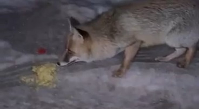 Tilkiyi elleriyle verdiği cips ile besledi