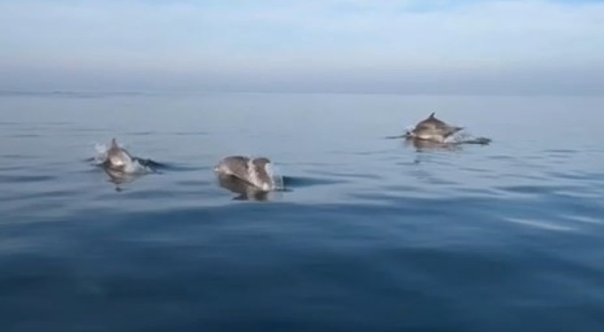 Balık tutmaya gitti, yunusları görünce her şeyi unuttu