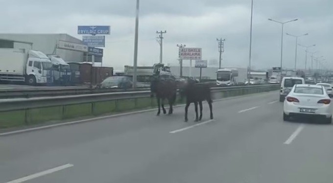 Başıboş atlar ana yolu hipodroma çevirdi