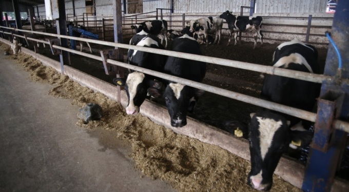 Türkiye'de büyükbaş hayvan sayısında sevindiren gelişme