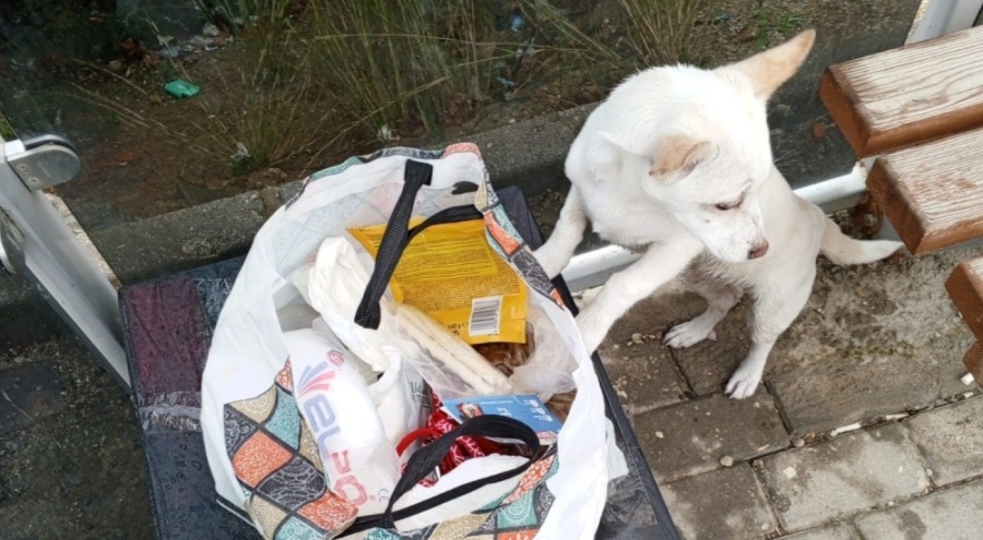 Bursa'da Yavru köpek soğukta "Sahiplenin" notuyla durağa bırakıldı