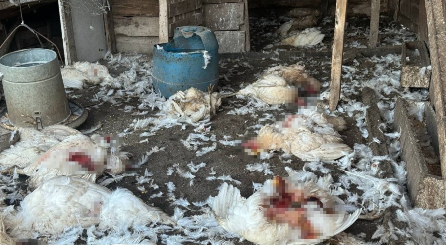 Bursa'da başıboş köpekler çiftlikteki koyun ve tavuklara saldırdı