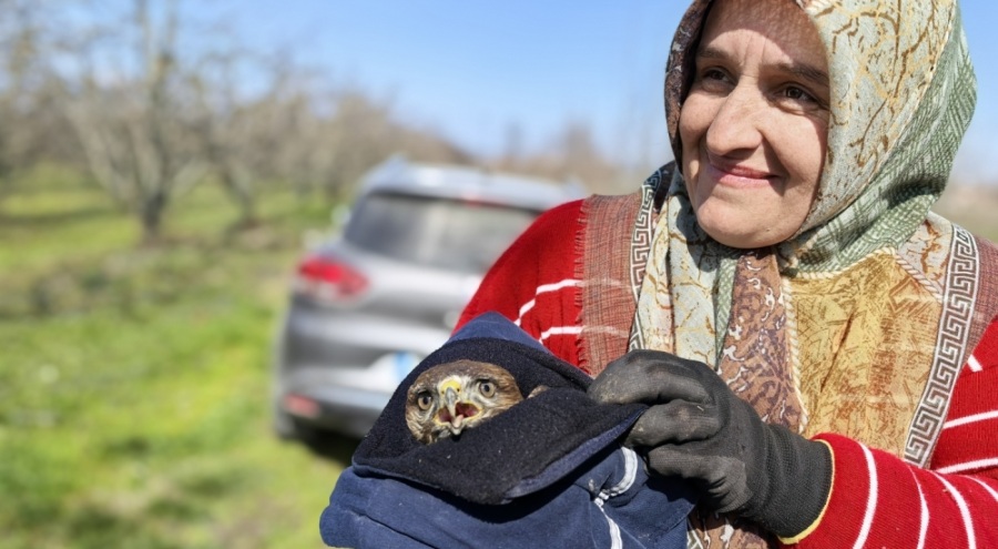 Mevsimlik işçiler, yaralı şahine sahip çıktı