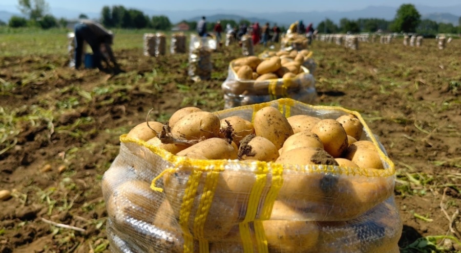 Patates ihracatı 6 ayda 15 kat arttı