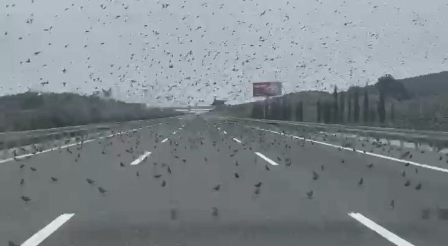 Bursa'da otobanda sürücüleri şaşırtan görüntü