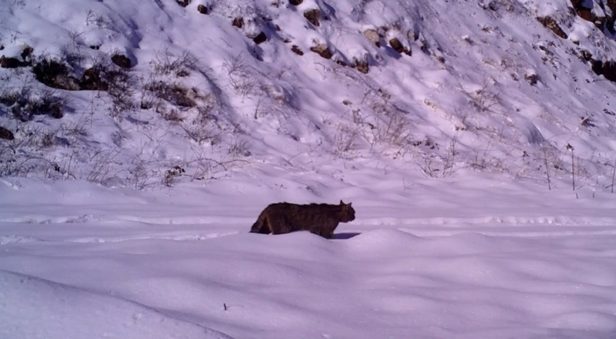 Bursa'da yaban kedisi görüntülendi