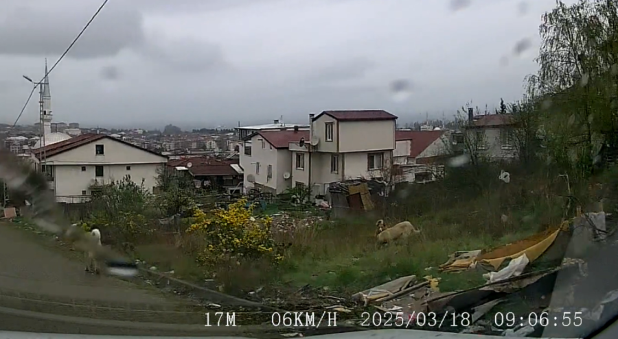 Sokak köpeklerinin saldırdığı çocuk ağır yaralandı