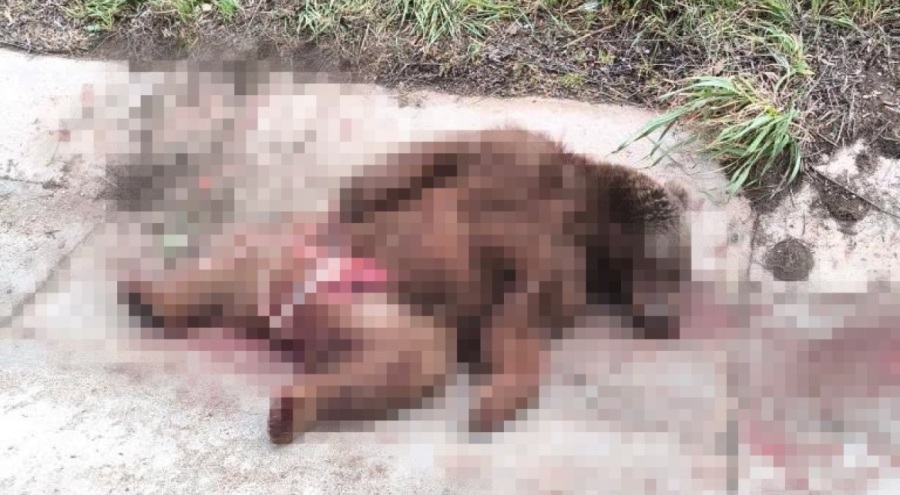 Bursa'da Otomobilin çarptığı bozayı telef oldu