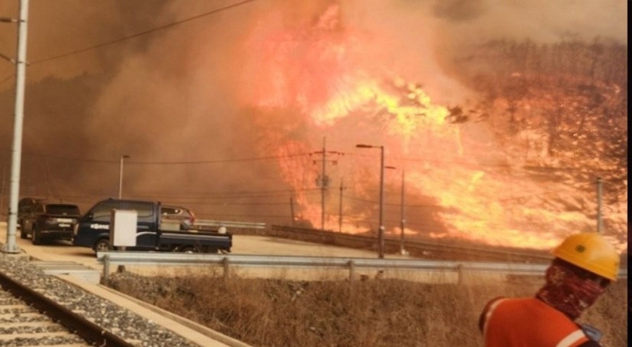 Güney Kore'deki orman yangınlarında bilanço ağırlaşıyor: Ölü sayısı 16'ya yükseldi