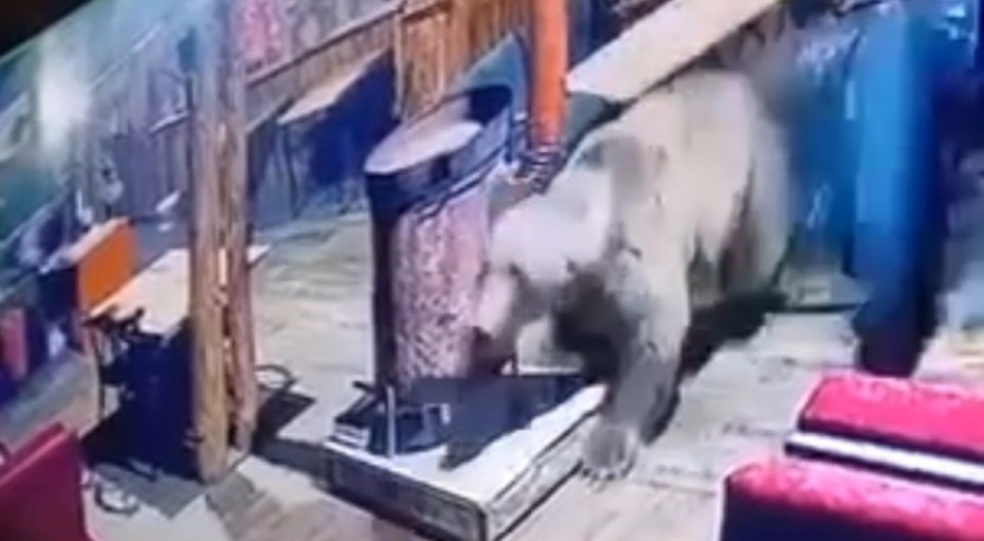 Bursa'da İşletmeyi ayı bastı