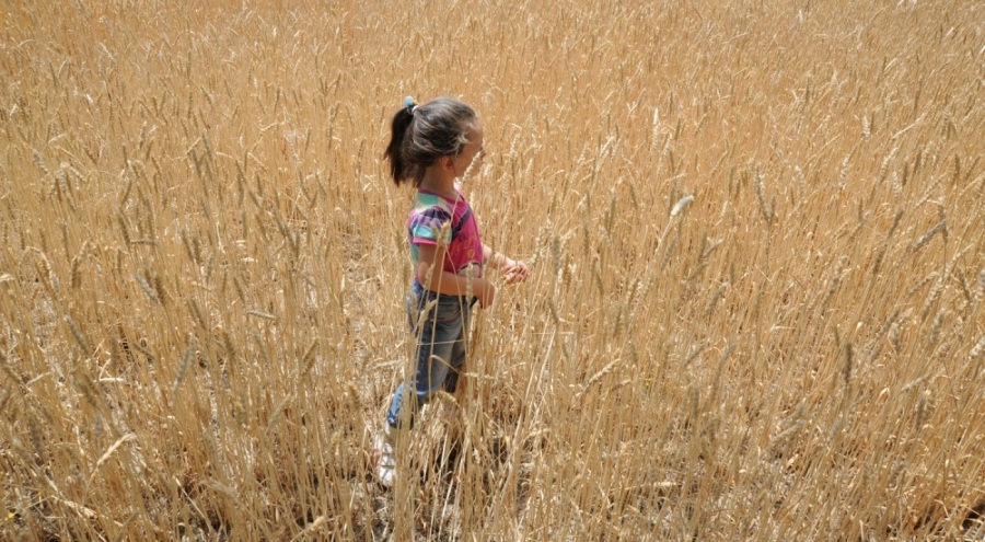 Dünyada artan talep hububat üretimini 62 milyon ton yükseltecek