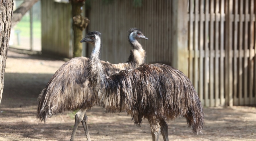 Bahar geliyor emular yazlık tüylere geçiyor
