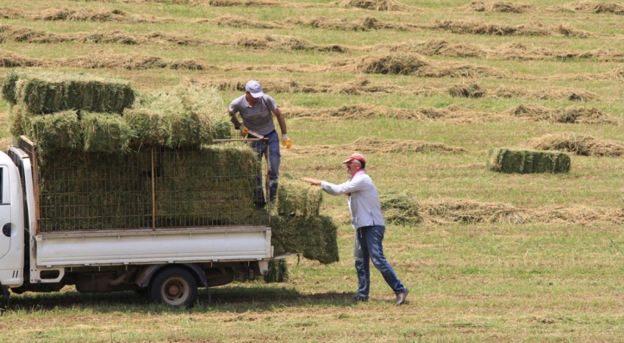 Saman fiyatları 3 ayda yüzde 18,4 yükseldi