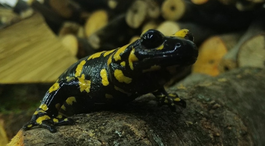 Baharla birlikte Benekli Semenderler çıkmaya başladı; Zarar vermenin bedeli, 557.212 TL