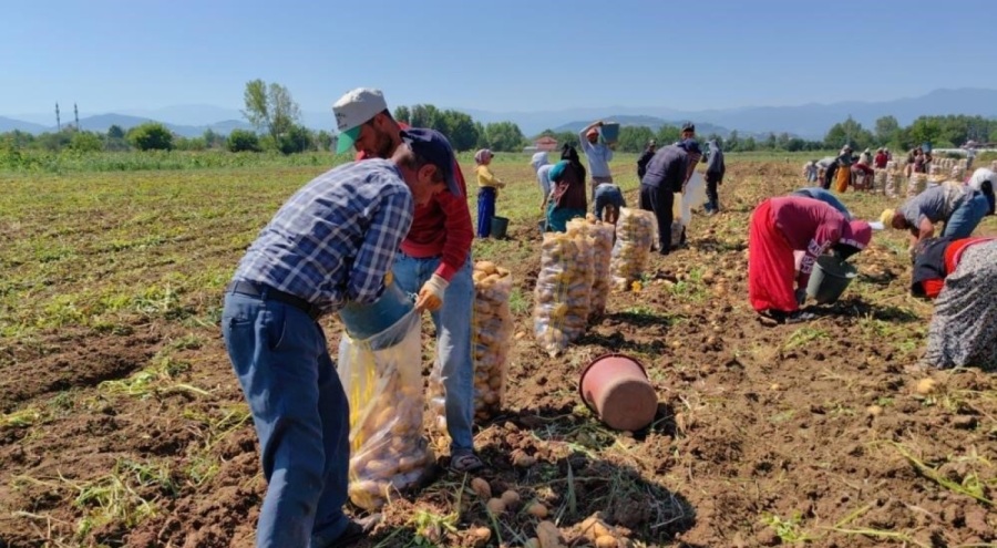 Patates ihracatında dev sıçrama: Ocak-Şubat döneminde 114 kat artış