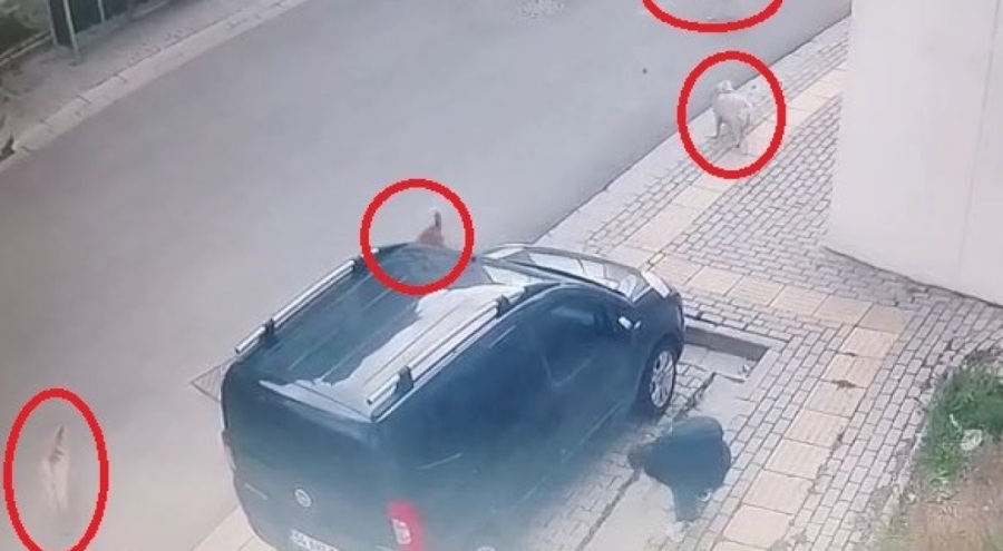 Bursa'da başıboş köpekler küçük çocuğa büyük korku yaşattı