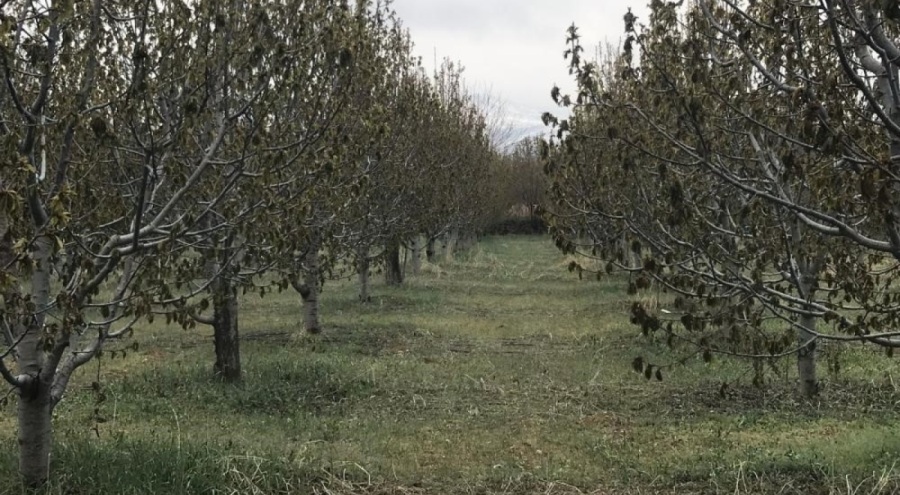 Bursa'da zirai donun faturası ağır olacak
