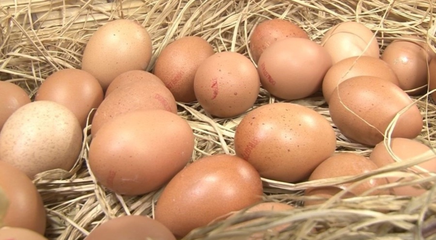 Tavuk yumurtası üretimi yıllık yüzde 10,8 azaldı