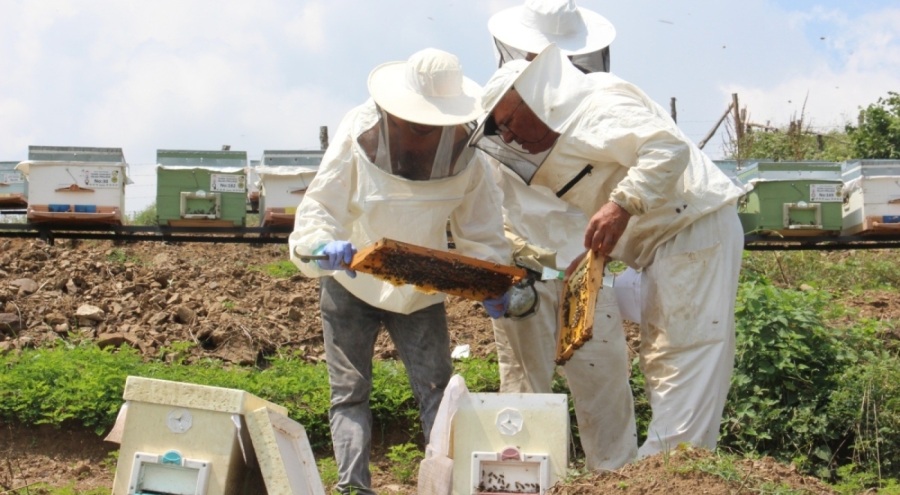 Zirai don ağzımızın tadını kaçıracak; bal üretimi düşecek