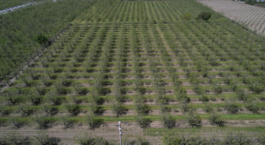 Zirai don Bursa Ovası'nda armut ve şeftaliyi teğet geçti