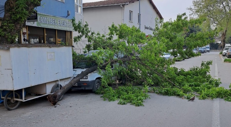 Kırılan ağaç, kamyonetin üzerine devrildi