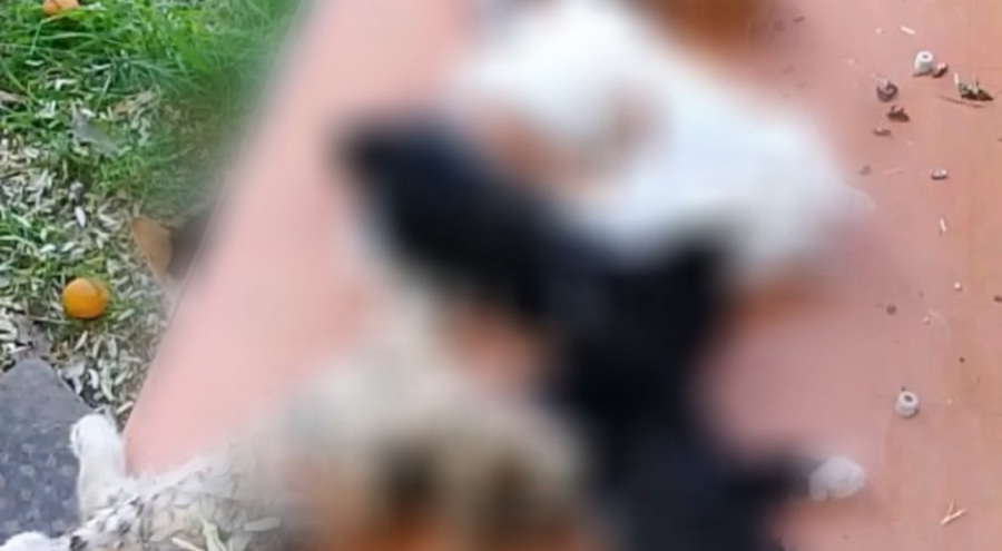 Gemlik'te yavru kediler katledildi