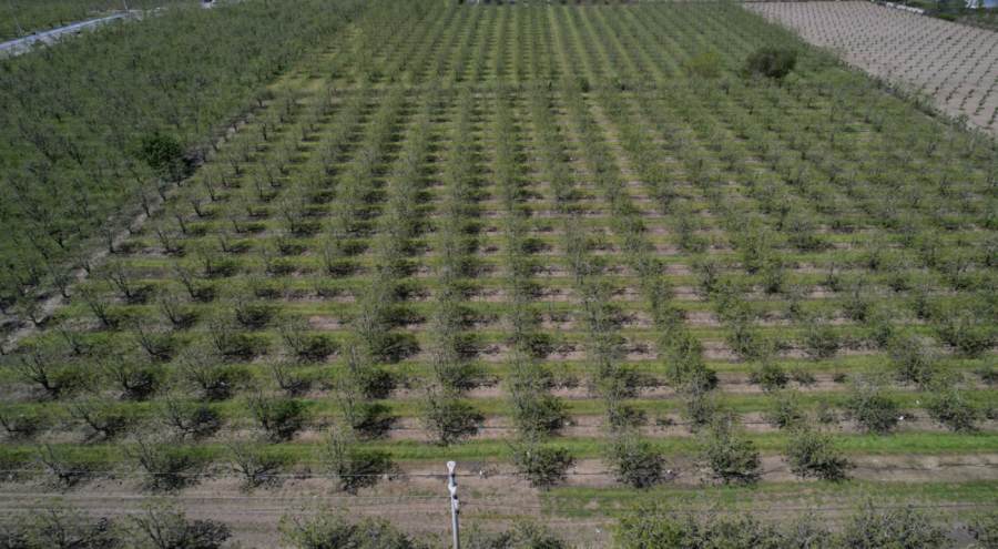 Zirai don Bursa Ovası'nda armut ve şeftaliyi teğet geçti