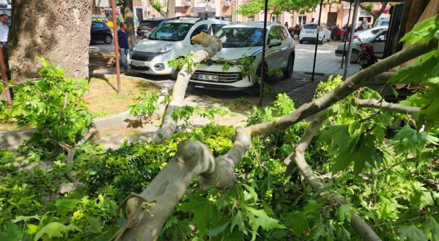 Çınar ağacının kopan dalı lüks araçta hasara yol açtı