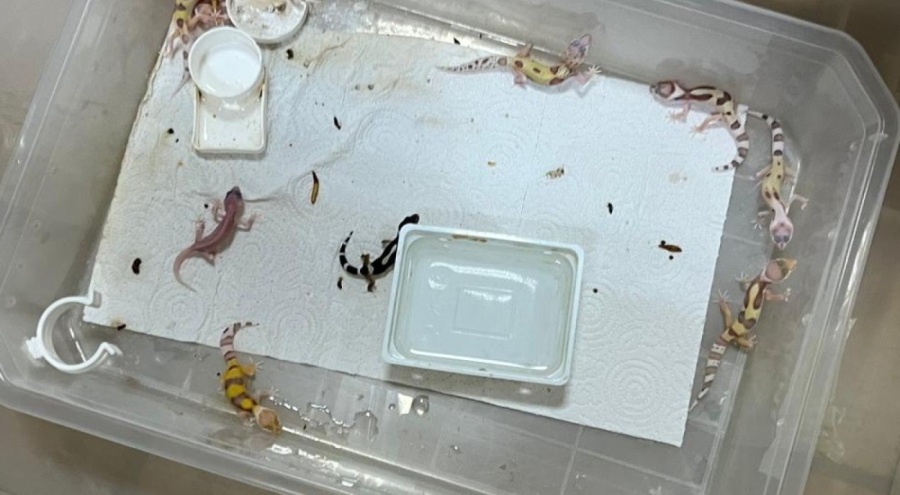 Bursa'da egzotik hayvan ticaretine darbe