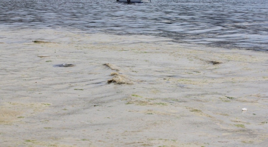 Gemlik Sahilleri'nde tehlikeli görüntü