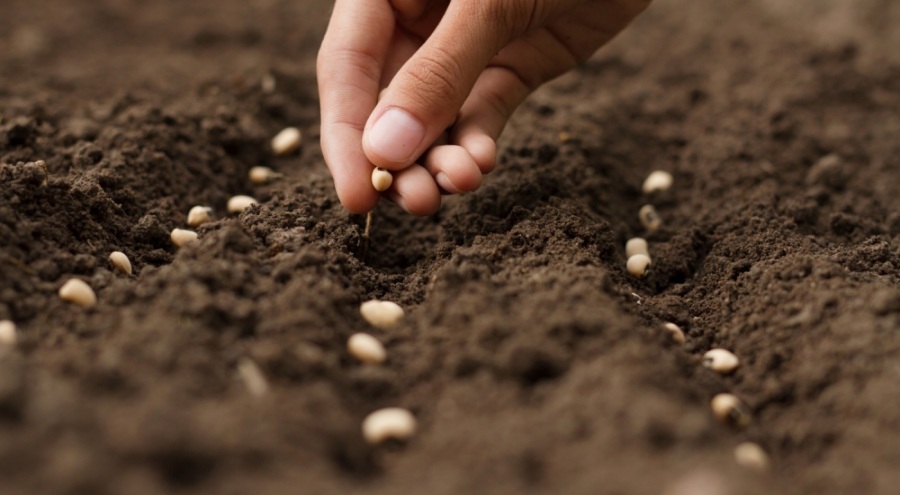 Türkiye'nin tohum ve fide üretimi arttı meyve fidanı üretimi ise 10,7 milyon azaldı