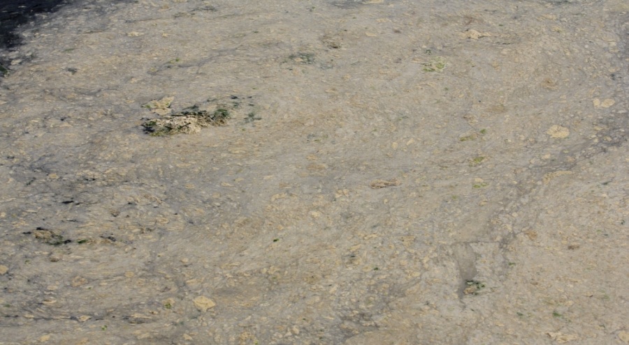 Bursa'daki müsilaj balıkçılara ağır darbe vurdu