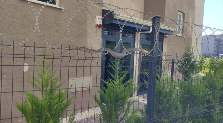 Bursa'da Tellere dolanan 1,5 metre boyundaki yılan korkuttu