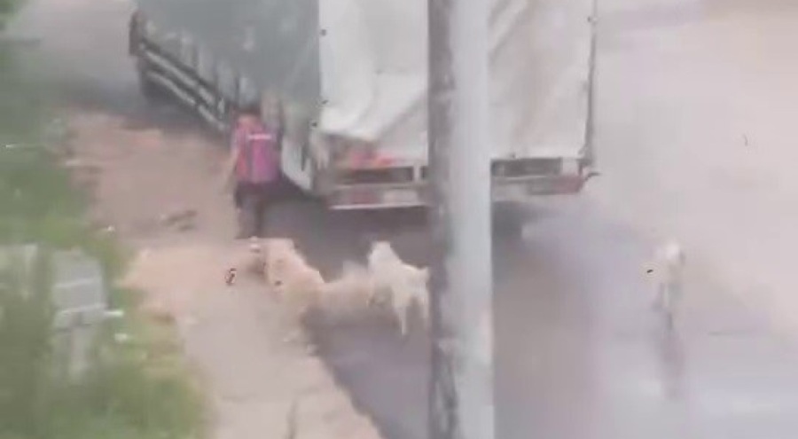 Bursa'da Başıboş köpek sürüsü çocuğu kovaladı