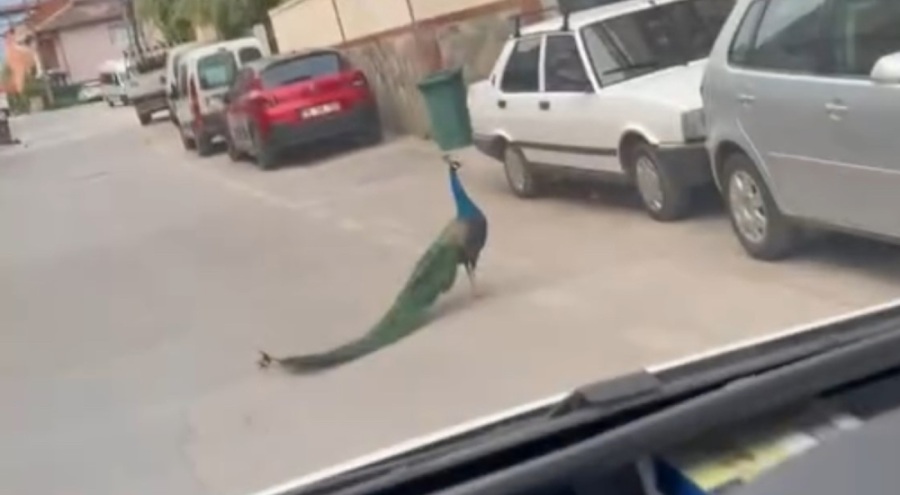 Bursa'da Sokak ortasında gezen tavus kuşu sürücülere ilginç anlar yaşattı