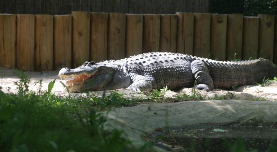 Timsah güneş banyosu keyfi