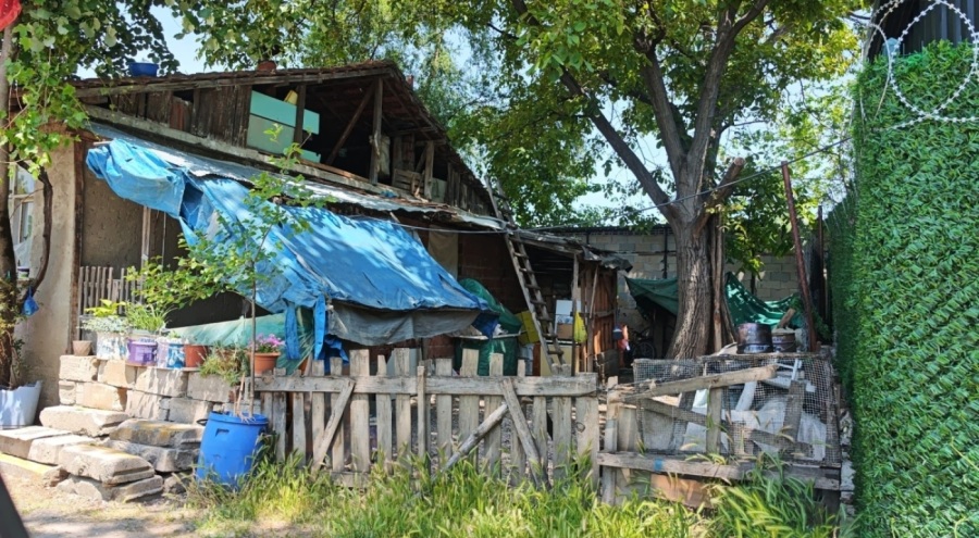 Üzüm yaprağı toplarken çatıdan düştü