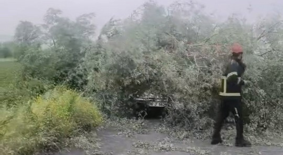 Kökünden sökülen ağaç otomobilin üzerine devrildi