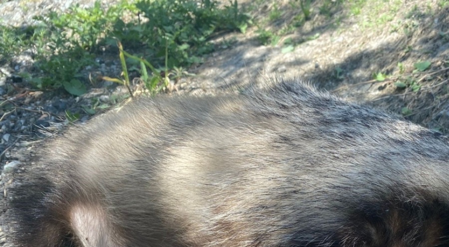 Bursa'da Nesli tükenme tehlikesi altında olan Avrupa porsuğu ölü bulundu