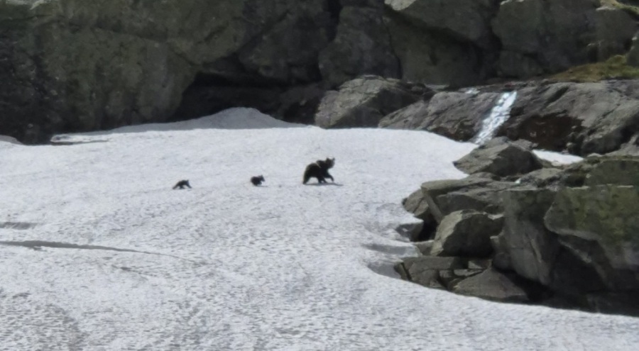 Uludağ'da kış uykusundan uyanan ayı ailesi görüntülendi