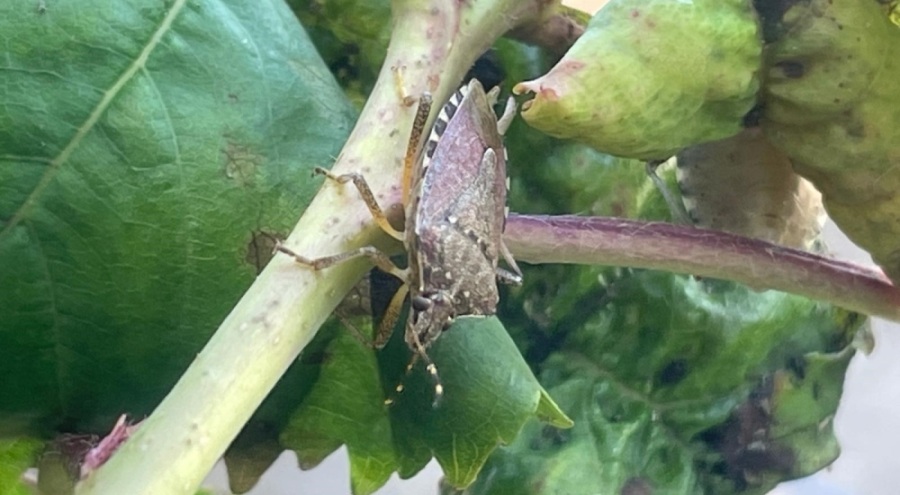 Bursa'da yüzlerce çiftçinin kabusu oldu...Kiraz, erik ve dutlarda büyük zarar