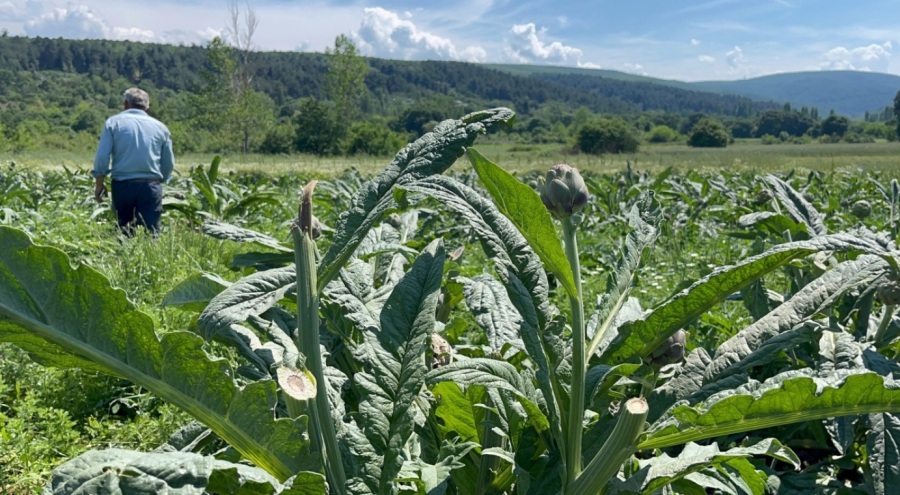 Bursa'da Dünyaca ünlü enginarları hırsızlar hasat etti