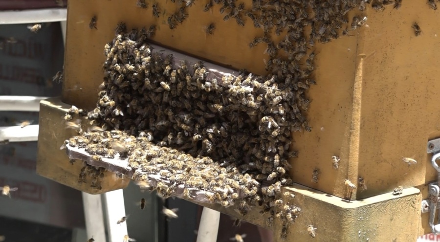 Bursa'da binlerce arı iş merkezini bastı