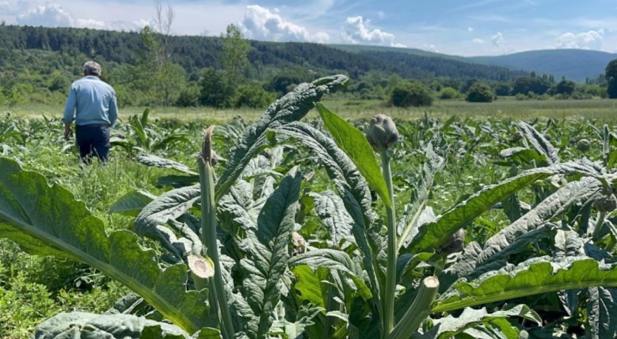 Bursa'da Enginarları bir gecede hasat eden hırsızlar yakalandı