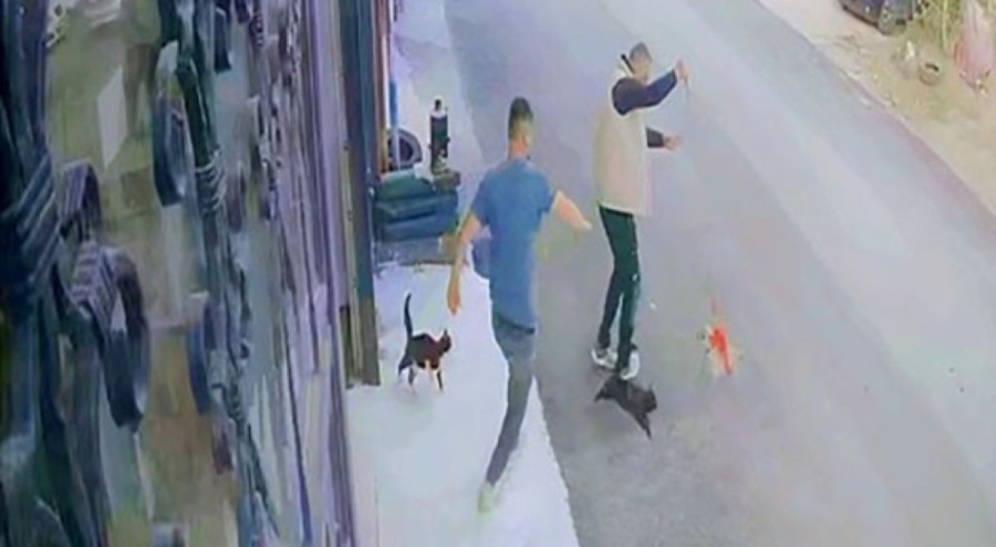 Çılgın kedilerin saldırısı güvenlik kamerasında