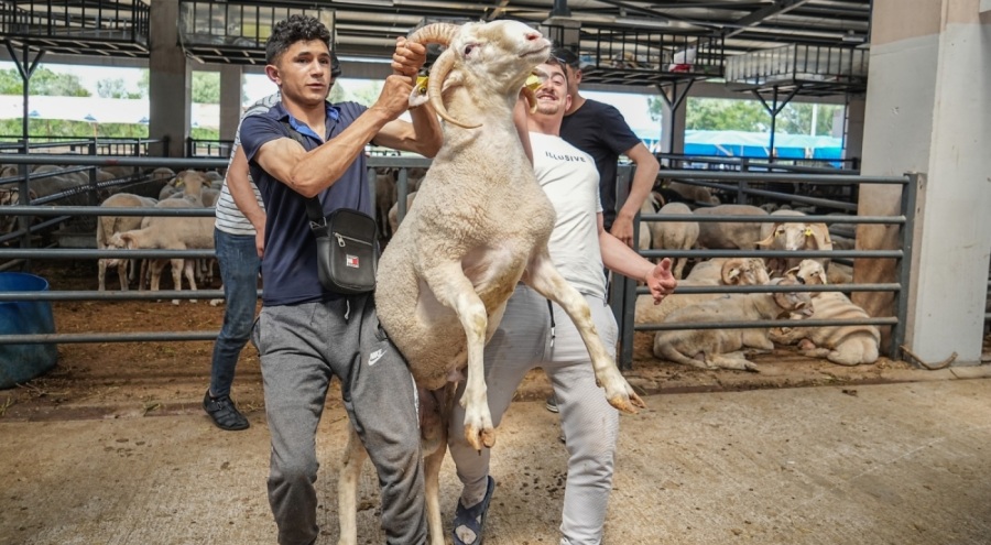 Kurban pazarının gözdesi...4 boynuzlu koçu görenler şaşırıyor