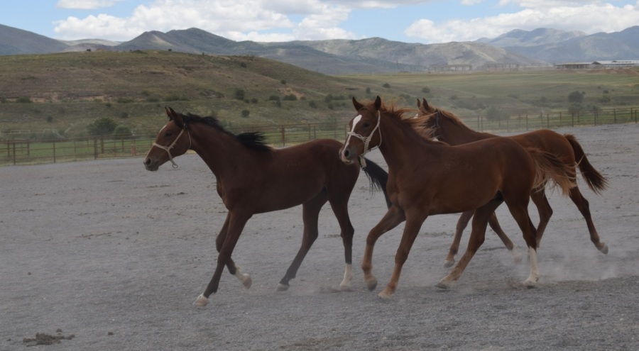 Milyonluk taylar açık artırmayla satışa sunuluyor