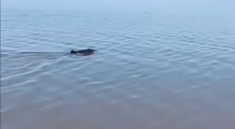 Bursa'da karaya vuran yunus kurtarıldı